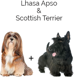 Scottish Apso Dog